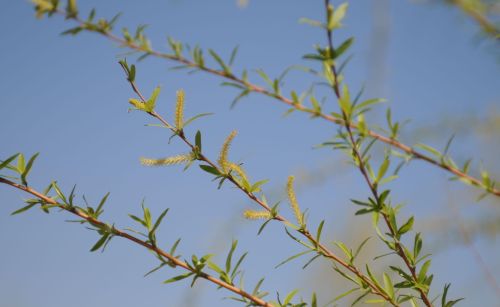 春天来了，柳树发芽了，那芽儿欢快地生长着，嫩嫩的、绿绿的