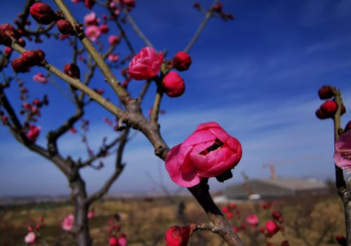 又是一年春来早下一句(又是一年春来早,桃花依旧笑春风)