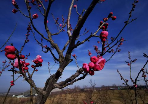 又是一年春来早下一句(又是一年春来早,桃花依旧笑春风)