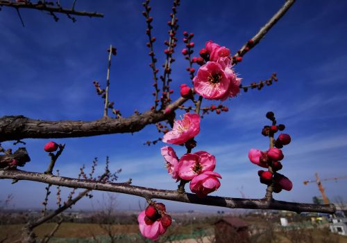 又是一年春来早下一句(又是一年春来早,桃花依旧笑春风)