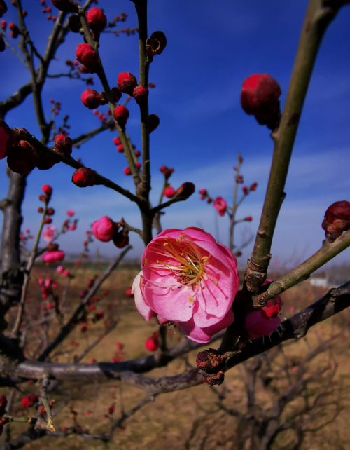 又是一年春来早下一句(又是一年春来早,桃花依旧笑春风)