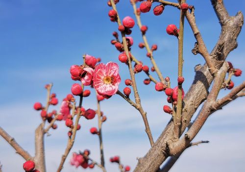 又是一年春来早下一句(又是一年春来早,桃花依旧笑春风)