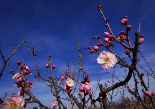 又是一年春来早下一句(又是一年春来早,桃花依旧笑春风)