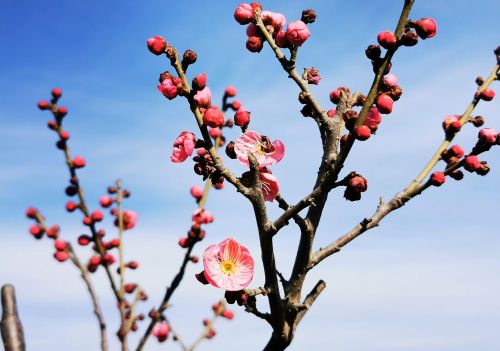 又是一年春来早下一句(又是一年春来早,桃花依旧笑春风)