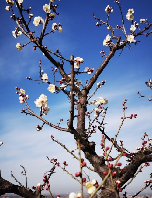 又是一年春来早下一句(又是一年春来早,桃花依旧笑春风)