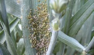 小麦蚜虫的危害特点(小麦蚜虫为害症状)