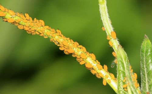 蚜虫危害大!不用农药,你知道该怎么消灭蚜虫吗(蚜虫用什么消灭)