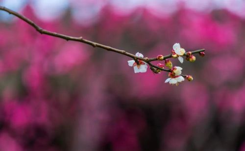 梅花在冬天里什么样的精神(梅花在冬天有什么精神)