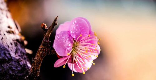 梅花在冬天里什么样的精神(梅花在冬天有什么精神)