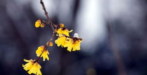 梅花在冬天里什么样的精神(梅花在冬天有什么精神)