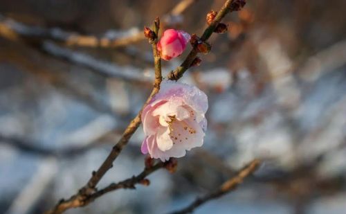 梅花在冬天里什么样的精神(梅花在冬天有什么精神)