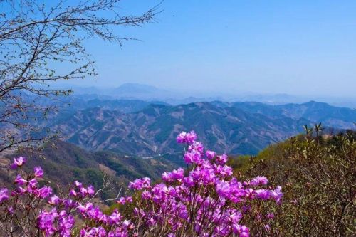 打卡几处“花中西施”的盛放之地(花中西施什么意思)