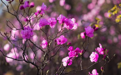 打卡几处“花中西施”的盛放之地(花中西施什么意思)