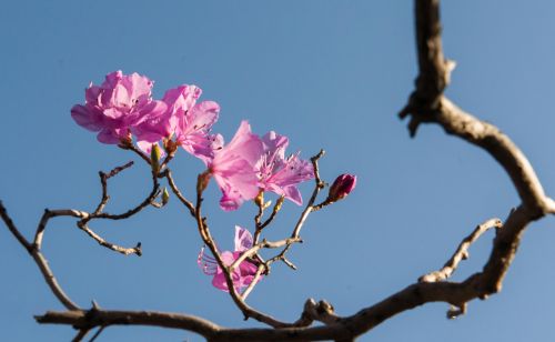 打卡几处“花中西施”的盛放之地(花中西施什么意思)