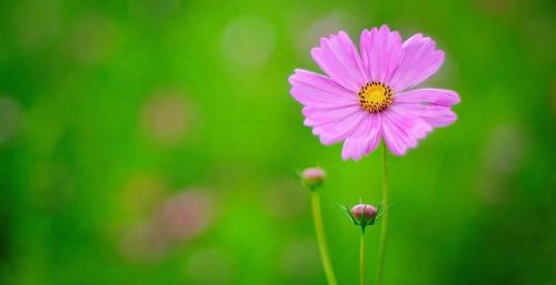 秀丽花开是不是成语(花开独秀是什么意思)