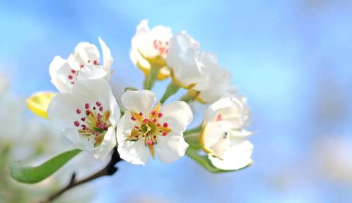 秀丽花开是不是成语(花开独秀是什么意思)