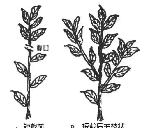 柑桔秋梢太长怎么办(柑桔放秋梢技术视频)