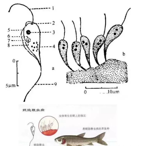 23种养鱼常见的寄生虫图鉴大全(23种养鱼常见的寄生虫图鉴图片)