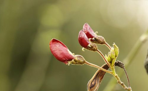 图虫生态摄影：木豆开花添春色，野山开遍牛羊食