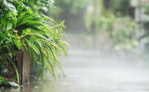 为什么雨水淋过后感觉很白(为什么淋雨水小)