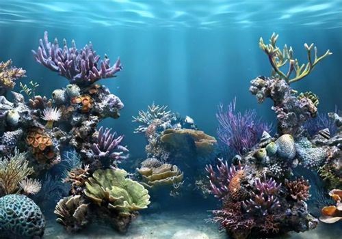 深海和深海生态的区别(深海和深海生态的关系)