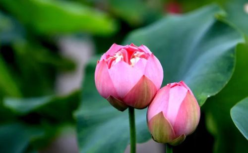 百花盛开蝶飞燕舞(百花盛开蝴蝶飞舞的图片)