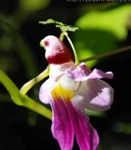 百花盛开蝶飞燕舞(百花盛开蝴蝶飞舞的图片)