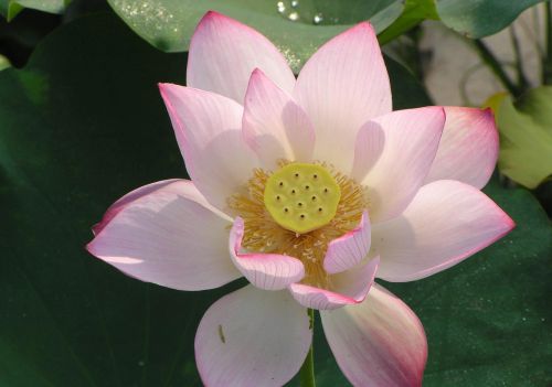 百花盛开蝶飞燕舞(百花盛开蝴蝶飞舞的图片)