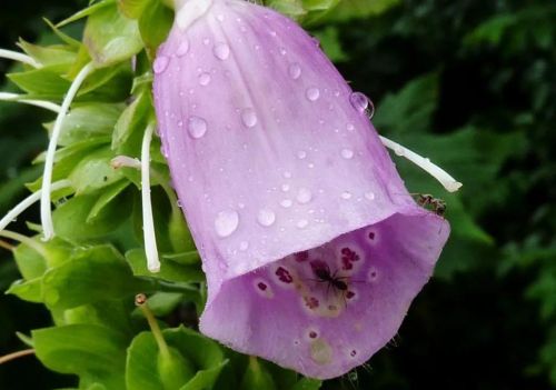 春光明媚百花开下一句(春光明媚,百花齐放的意思)