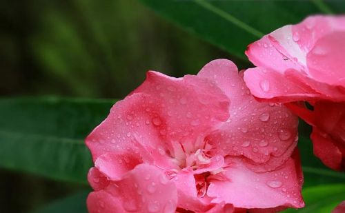 春光明媚百花开下一句(春光明媚,百花齐放的意思)