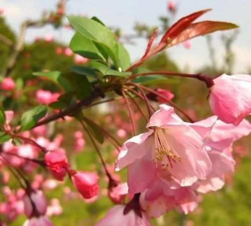 春光明媚百花开下一句(春光明媚,百花齐放的意思)