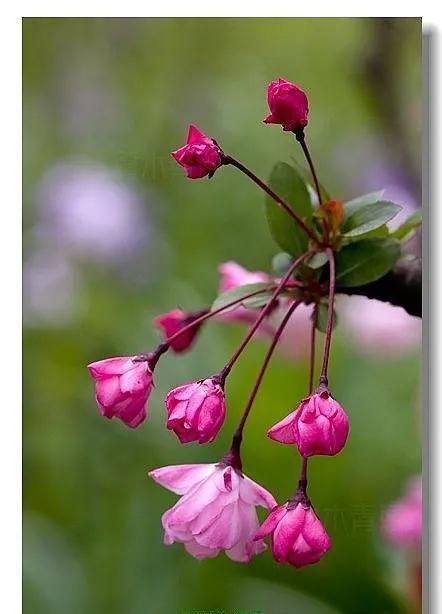 春光明媚百花开下一句(春光明媚,百花齐放的意思)