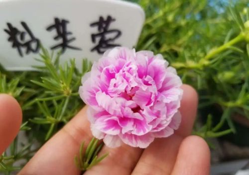 花开了以后下来怎么办(花开了之后要剪掉吗)