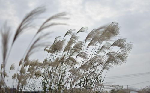 白花花的一片是什么意思(白花花的一片雪)