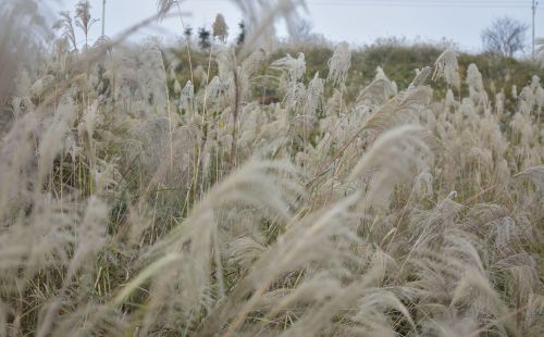 白花花的一片是什么意思(白花花的一片雪)