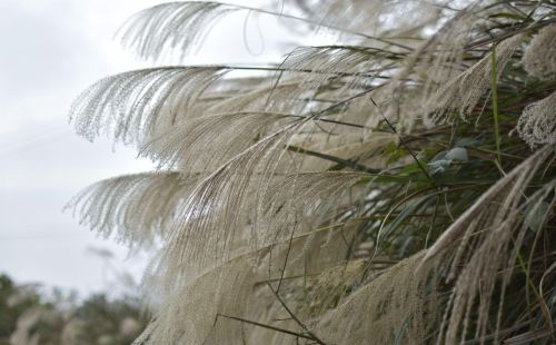 白花花的一片是什么意思(白花花的一片雪)