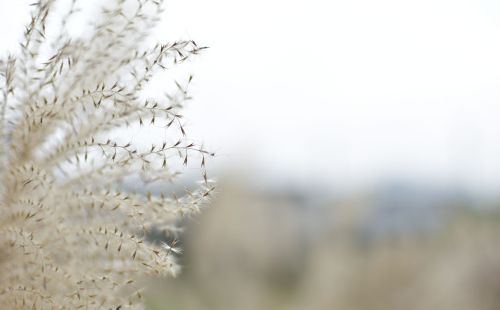 白花花的一片是什么意思(白花花的一片雪)