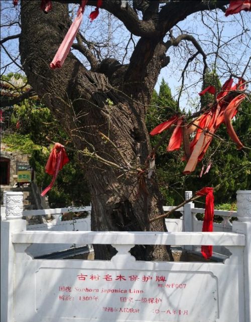 滕国故城在哪里(滕国遗址)