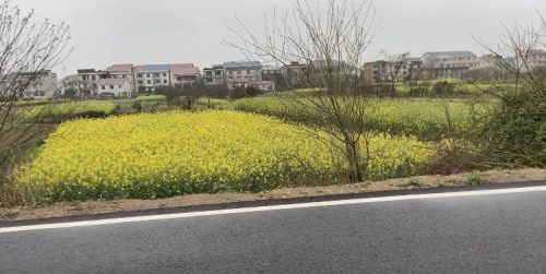 三月菜花黄，五月菜油香，油菜种植也有两个关键点需要注意