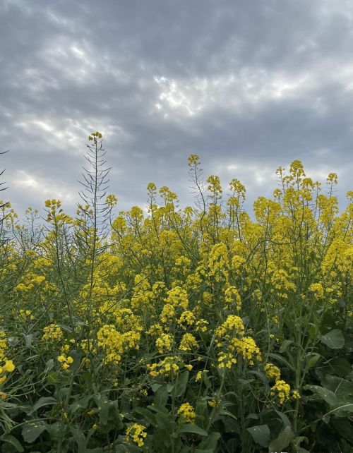 三月菜花黄，五月菜油香，油菜种植也有两个关键点需要注意