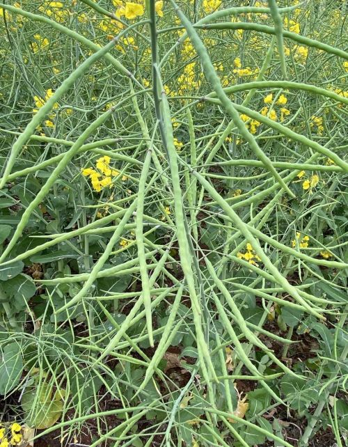 三月菜花黄，五月菜油香，油菜种植也有两个关键点需要注意