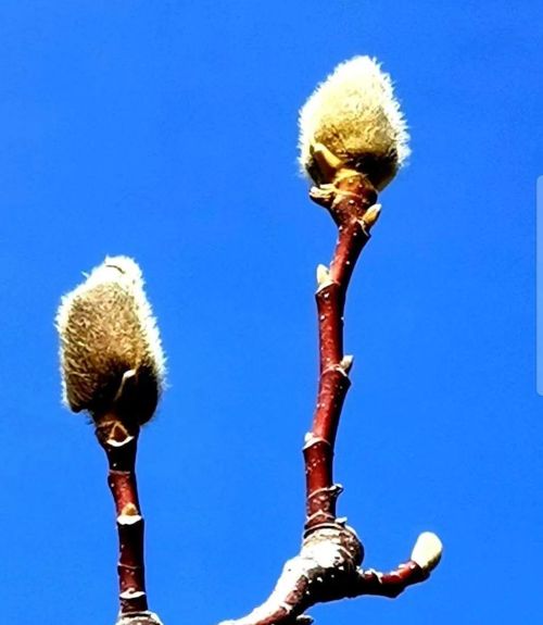 冬天开花的乔木有哪些(冬天开花的木本植物)