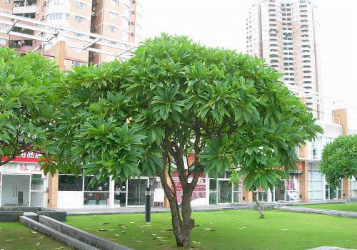 适合庭院种植的小乔木有哪些(庭院小乔木有哪些)