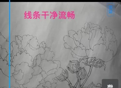 红芙蓉图临摹教程(红芙蓉图线稿)