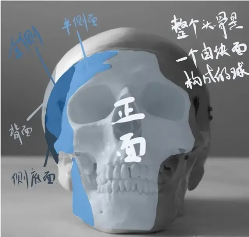 头骨解剖结构分析图(头骨解剖结构分析图片)