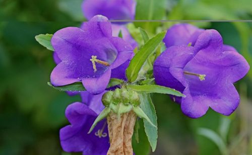 长得像铃铛的花(像铃铛一样的花叫什么)