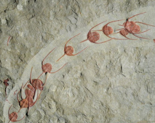 五亿年前的三叶虫化石(6亿年前三叶虫脚印)