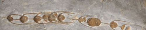 五亿年前的三叶虫化石(6亿年前三叶虫脚印)