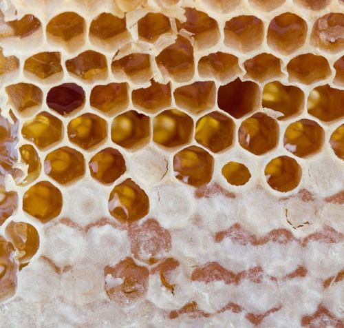 蜂巢蜜的正确食用方法和功效(蜂巢蜜的正确食用方法蜂蜡)