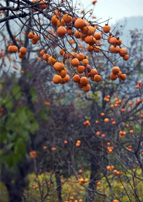 柿叶铺庭红颗秋(柿叶翻红霜秋景)